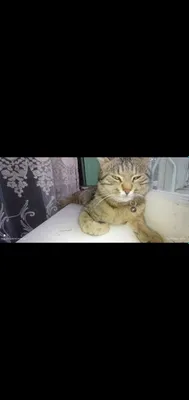 Объявление о дарении кошки 1
