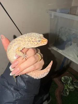 Eublefar, erkak, 1 yosh, terrarium bilan 1
