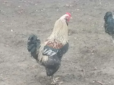 Jinsiy ayol tanasining fotosurati Yalangoch ayollar porno