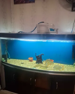 Jihozlari va baliqlari bilan 450 litrli akvarium 1