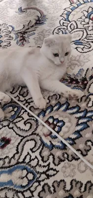 Mushuklar nomi Oskar 1