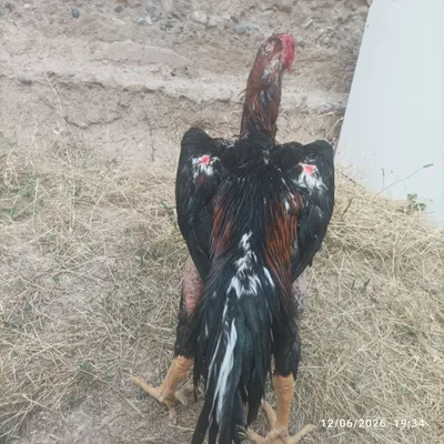 Pravaznoy horoz sotiladi zori toza narsa 1