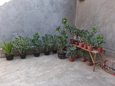 xona gullari 1