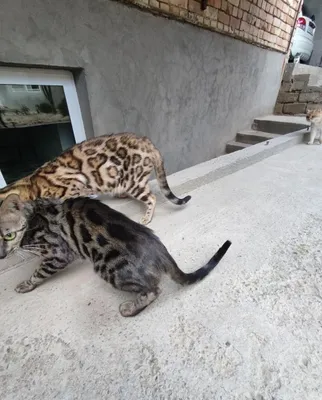 Продам Бенгальские кошки 1