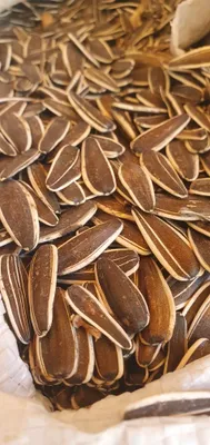 Semichka MEGA sotiladi