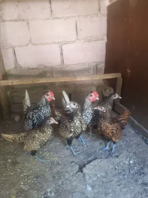 Продаются сибрайты 1