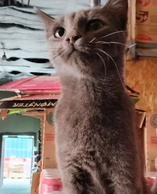 Продаётся кошка, окрас серый 1