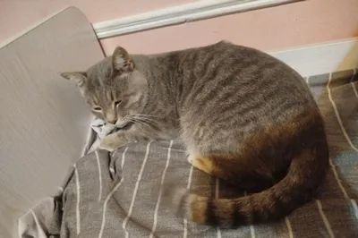 Продаётся кошка