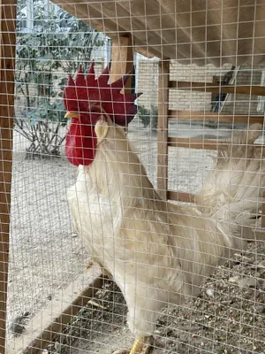 Yetuk ayollardan yalangoch striptiz Budapesht porno