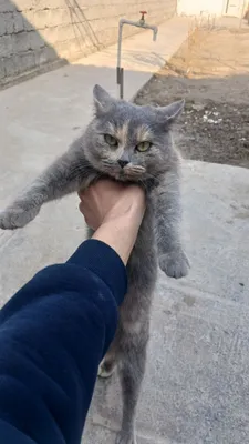 Срочно продаётся шотландская вислоухая кошечка 1