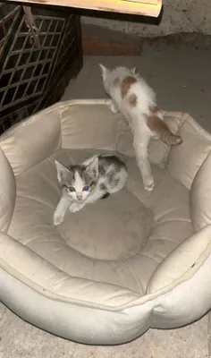 Котята отдам в хорошие руки 1