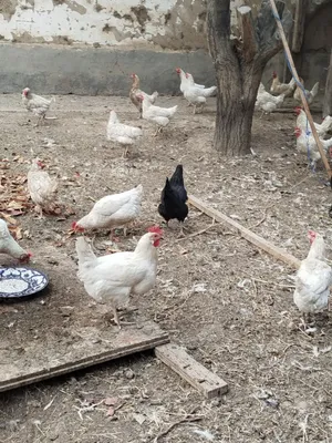 Boltiqboyi swingers porno