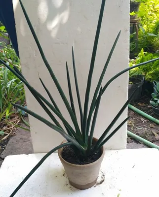 Silindrsimon sansevieriya
