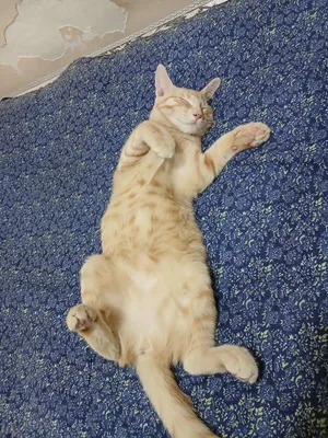 Котёнок бесплатно отдаётся в хорошие руки 7