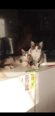 бесплатно отдам двух котят