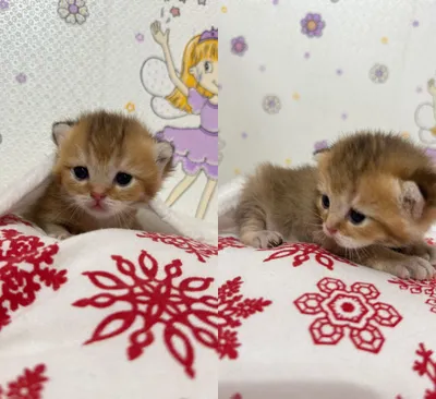 Продаются породистые котята короткошерстные британцы 1