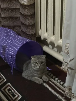 Скотиш Фолд 2 летний Мужчина