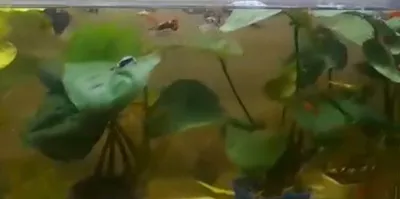 Akvarium uchun anubias 1