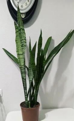 Xona gullari: sanseveriya, hoya, aloe vera, semiz o‘simlik, ruelliya, peperomiya 1