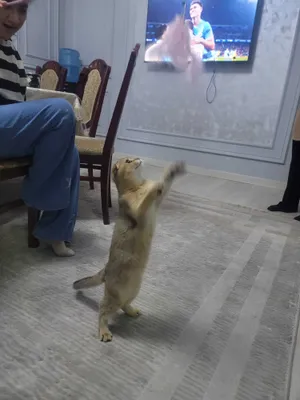 Parodali mushuk ismi Tomyy oyinqaroq orgatilgan 1