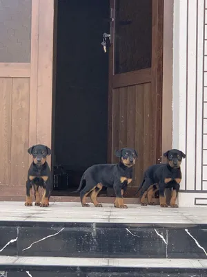 Doberman kuchula sotiladi 1