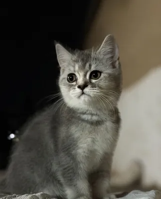 Шотландская прямоухая кошка 1