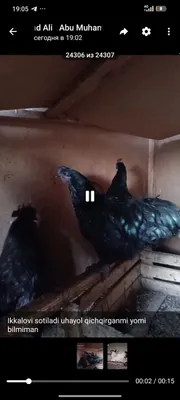 Uhayol hòroz adler hòroz sotiladi 1