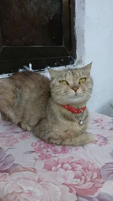 Кошка даром, скоттиш-фолд 1