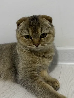 Scottish fold, 5 oylik, qiz bola 1