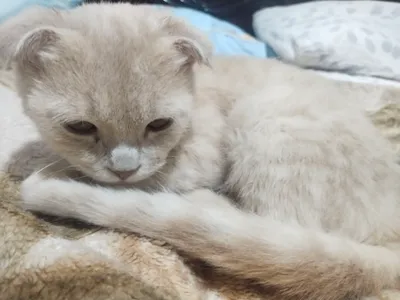 Скоттиш-фолд (окрас: кремовый) 1