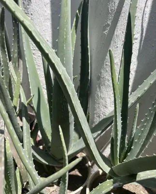 Aloe-agava gullari (aloe sharbati) 1