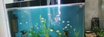 Akvarium sotiladi baliqlari bilan 1