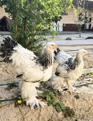 Светлая брама Brama svetli 1