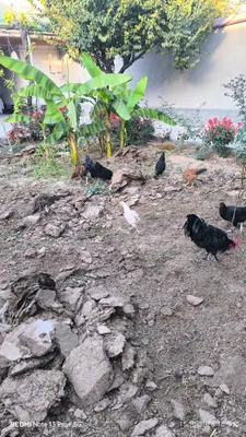 Продаются куры 1