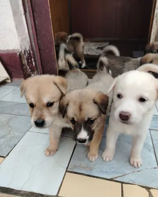 Akita kuchukchalari, aralash zot, 1 oylik
