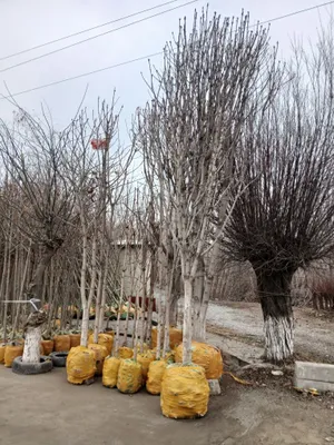 Kashtan va manzaraliy daraxtlar bor 1