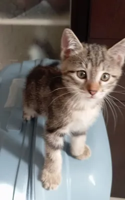 Urg‘ochi mushukcha / tabbi / 2 oylik 1