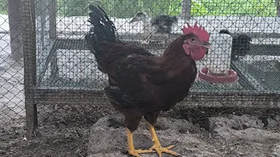 Xoʻrozlar sotiladi 1