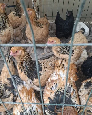 15 кур породы брама 1