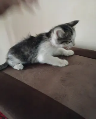 Есть красивые кошки, не породистые 1