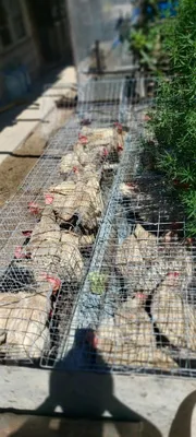 Qafas bilan birga tovuqlar sotiladi 1