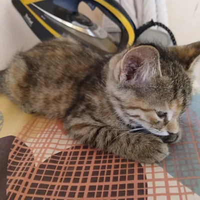 uy mushugi 2oylik qizbola aqilli toza 1