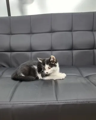 Котенок мальчик 2 месяца 1