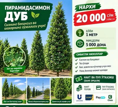 Пирамидальный дуб 1