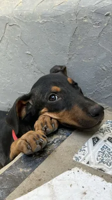 Doberman kuchukchasi 1
