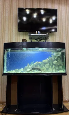 250 litrli akvarium sotiladi, tumba va grunt komplektda 1