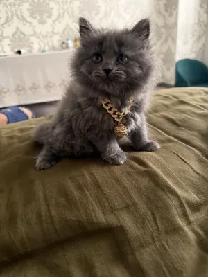 Rus ayolni ormonchi sikadi Ruslar tomonidan yashirin kamera bilan olingan shaxsiy jinsiy aloqa video