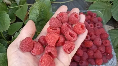 Малина Маргарита 1