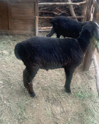 qazoqi qóchqorlar sotiladi 1