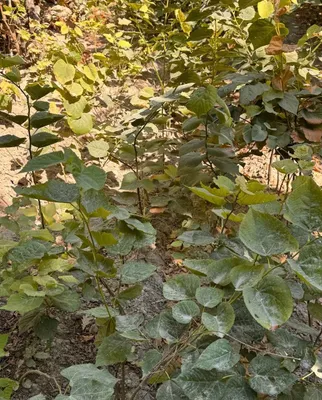 Lipa koʻchatlari sotiladi 1